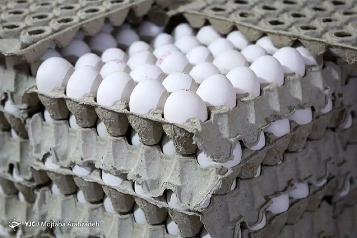 کاهش ۳ هزار تومانی قیمت هر شانه تخم‌مرغ
