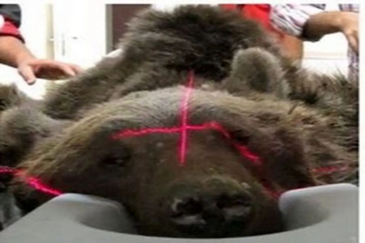مرگ آرام اَشی خرس زخمی مازندران در کلینیک حیات وحش پردیسان
