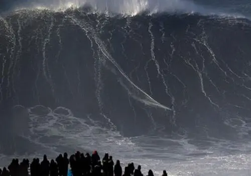 این سگ یک موج سوار حرفه ای است! فیلم