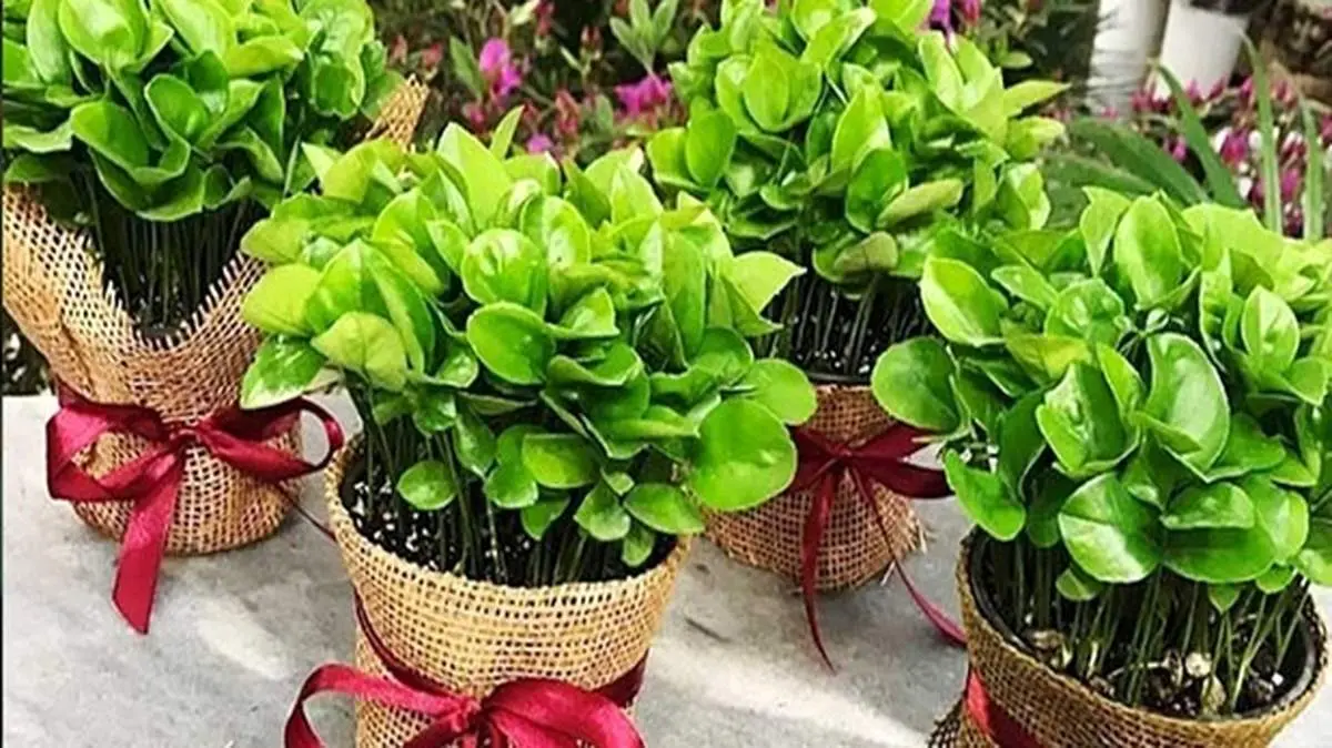 آموزش کاشت سبزه با هسته پرتقال و نارنج و لیمو
