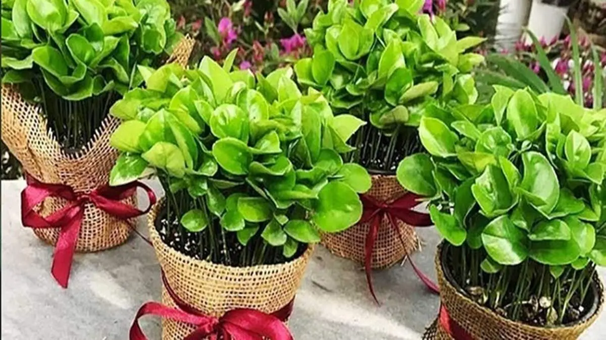 آموزش کاشت سبزه با هسته پرتقال و نارنج و لیمو