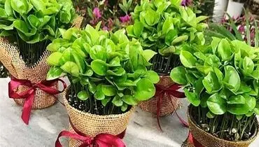 آموزش کاشت سبزه با هسته پرتقال و نارنج و لیمو
