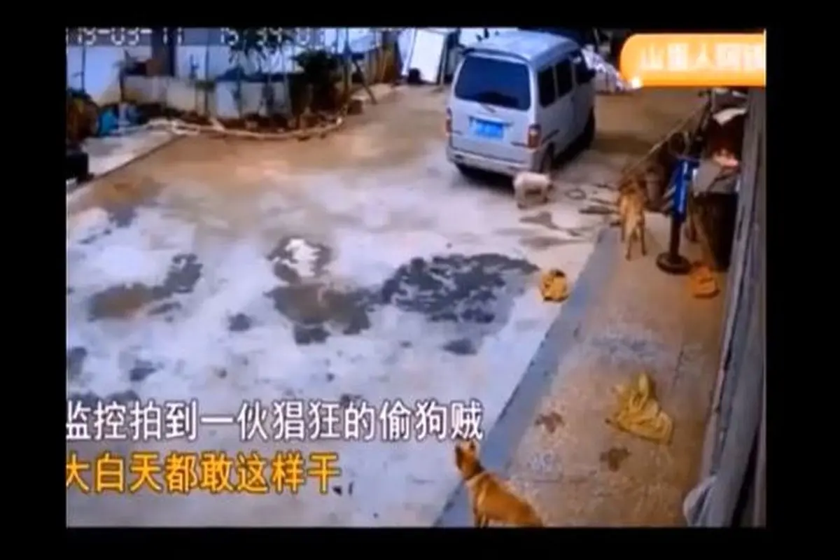 گرسنگی و سرقت بیرحمانه سگها در چین+ فیلم