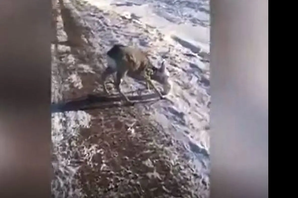 یخ زدگی وحشتناک حیوانات در قزاقستان+فیلم