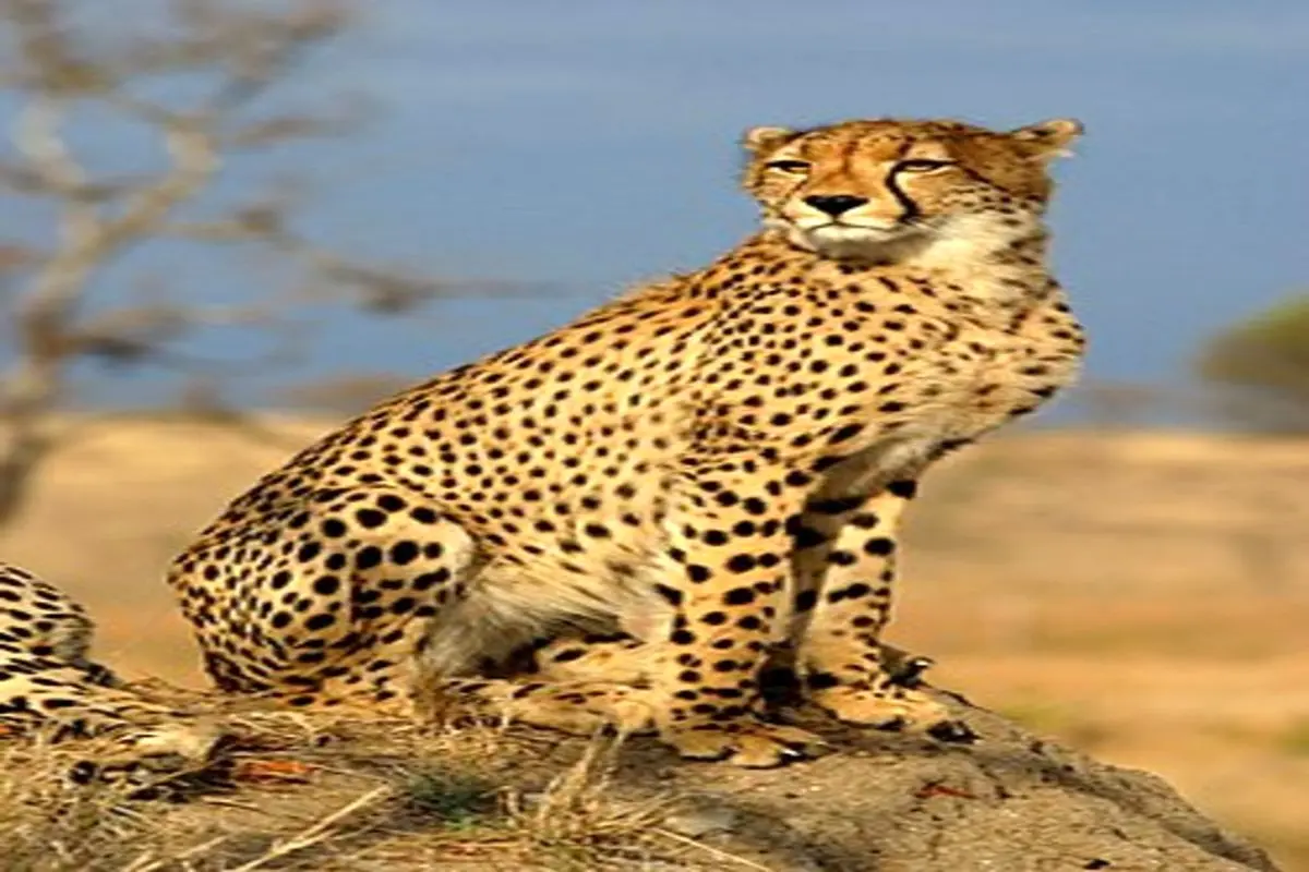 لحظه جالب و خندهدار ترسیدن یوز پلنگ در سیاهی شب+فیلم