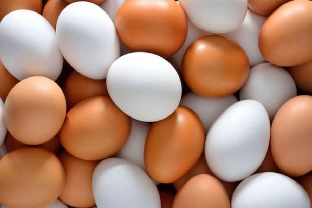 چگونه از آلودگی تخم مرغ جلوگیری کنیم؟