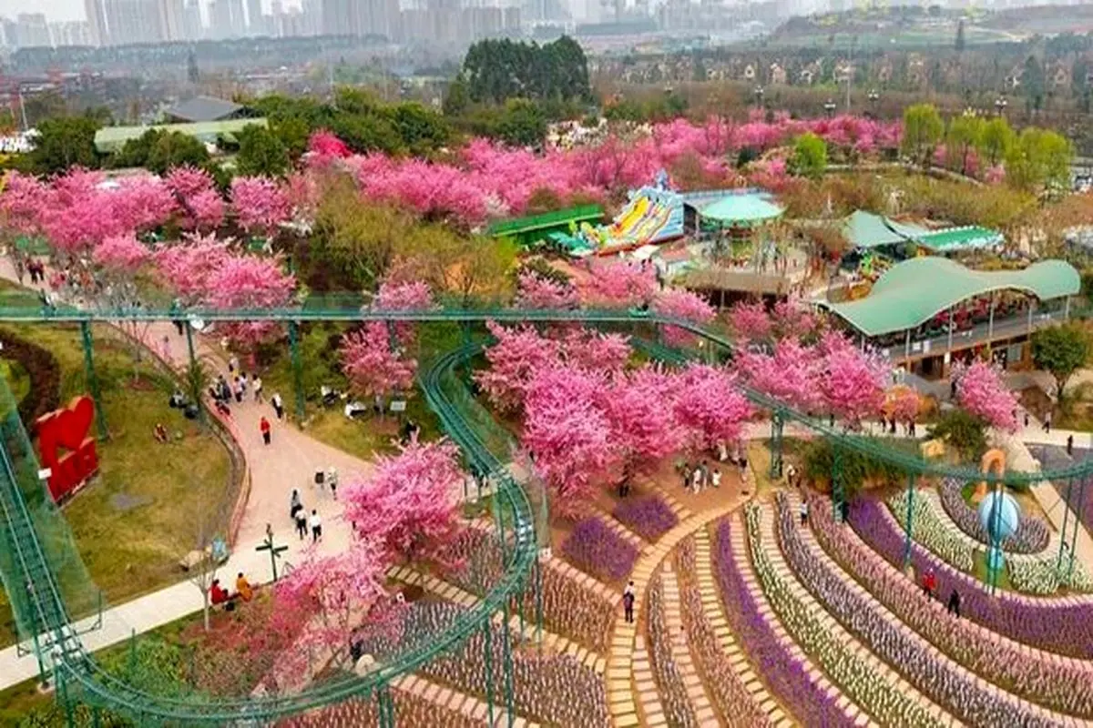 سلفی با شکوفه‌های بهاری در ووهان چین