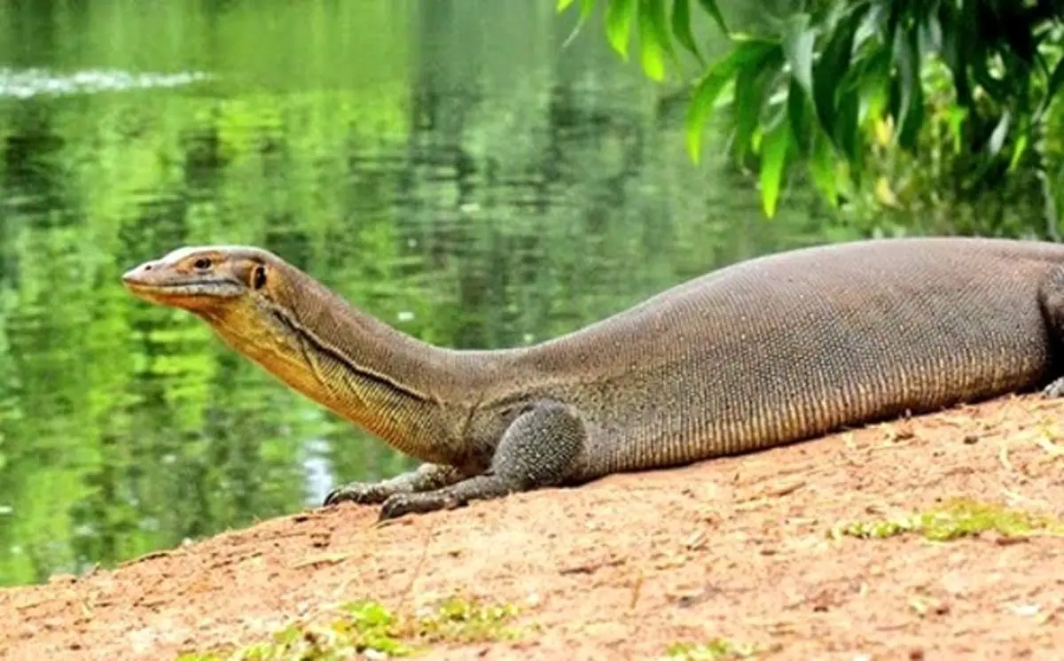 بزمجه آبی مرتنس؛ جانوری واقعی در عصر حاضر+ عکس