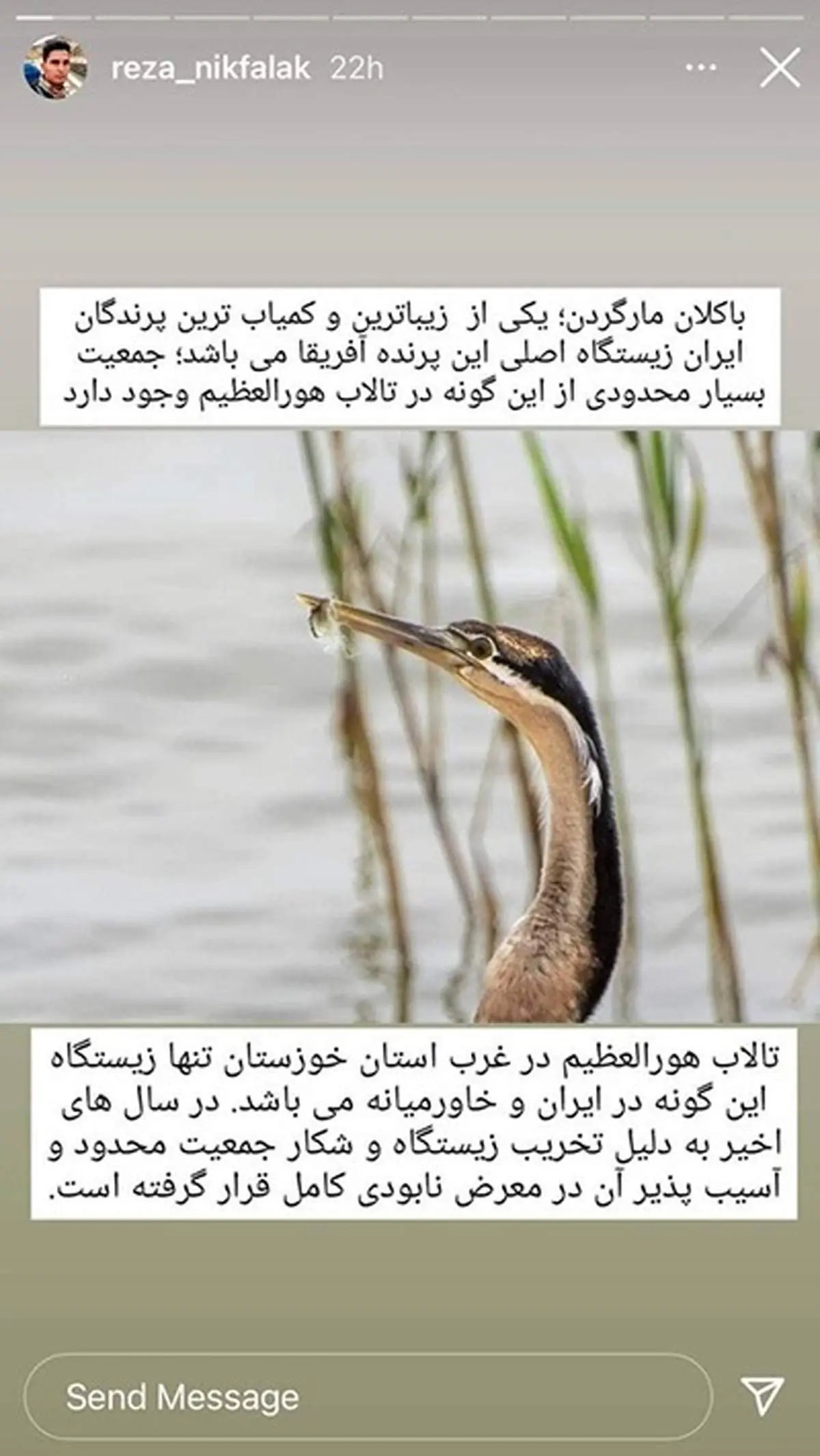 پرنده نادر آفریقایی در ایران تلف شد+ عکس