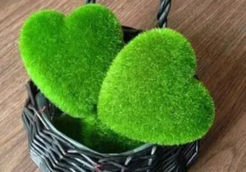  این سبزه عید ۷ روزه آماده می شود+ دستور
