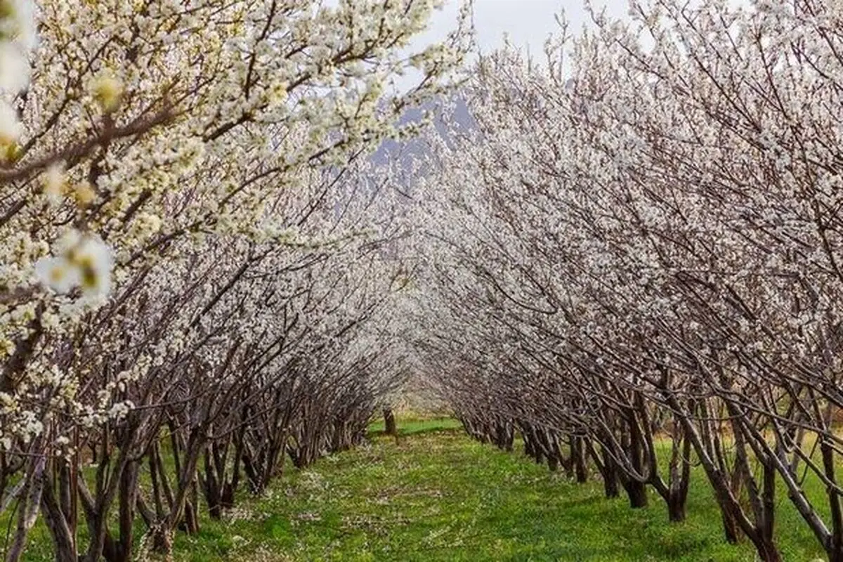 شکوفههای زیبای بهاری