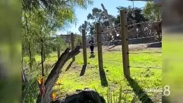 اقدام احمقانه گردشگر برای گرفتن سلفی در باغ وحش!+فیلم
