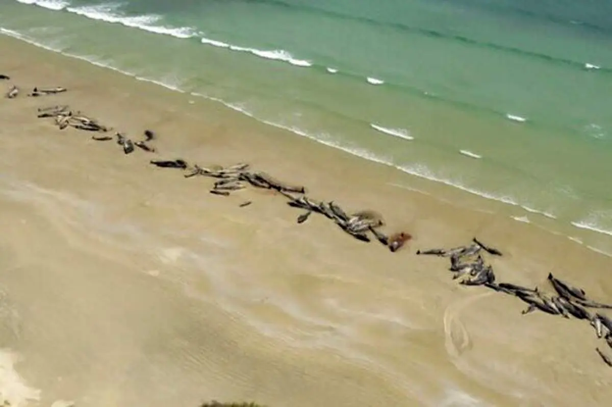 خودکشی گروهی دلفین‌ها+فیلم