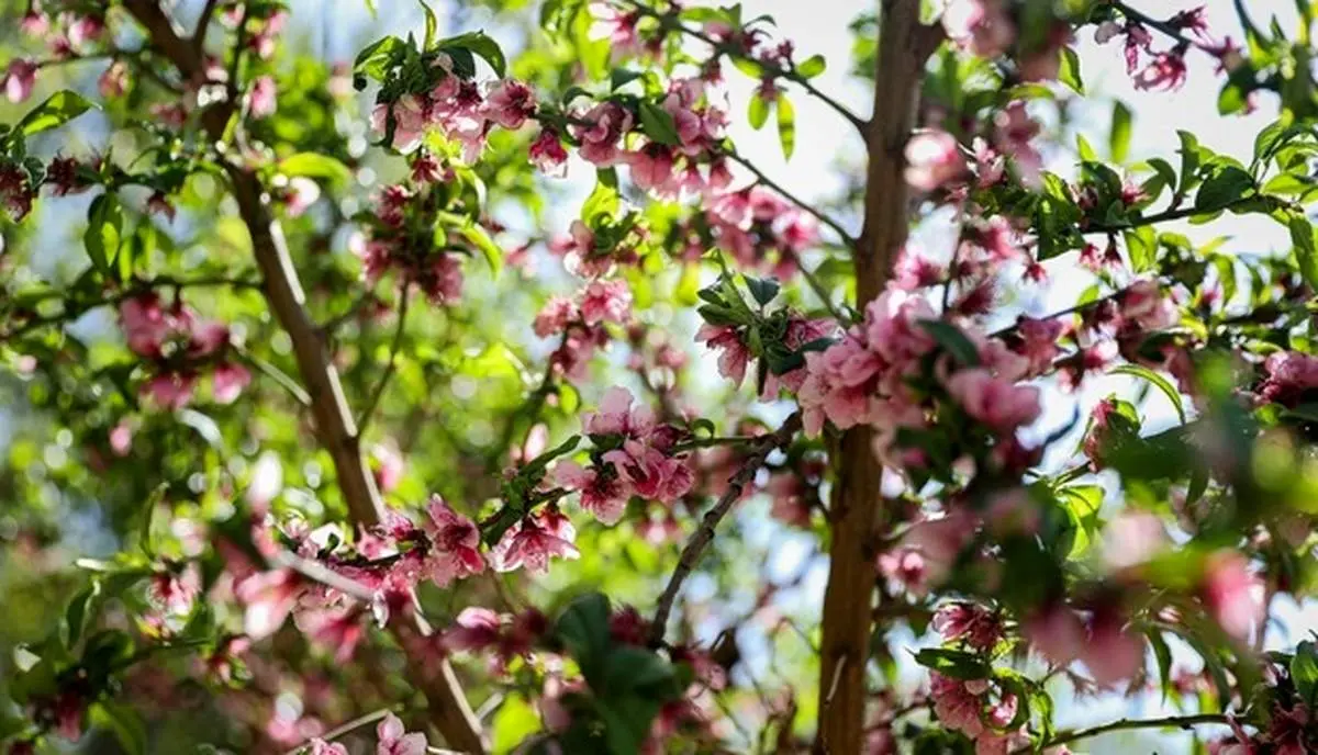 شکوفه های بهاری تهران
