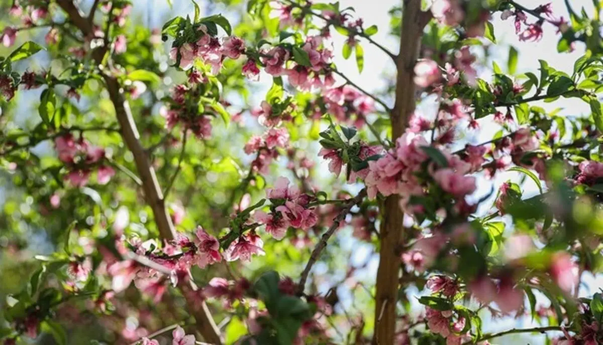 شکوفه های بهاری تهران