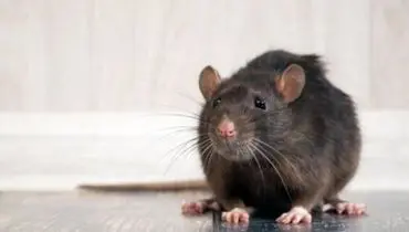 حمله موش ‌ها به انگلیس + فیلم