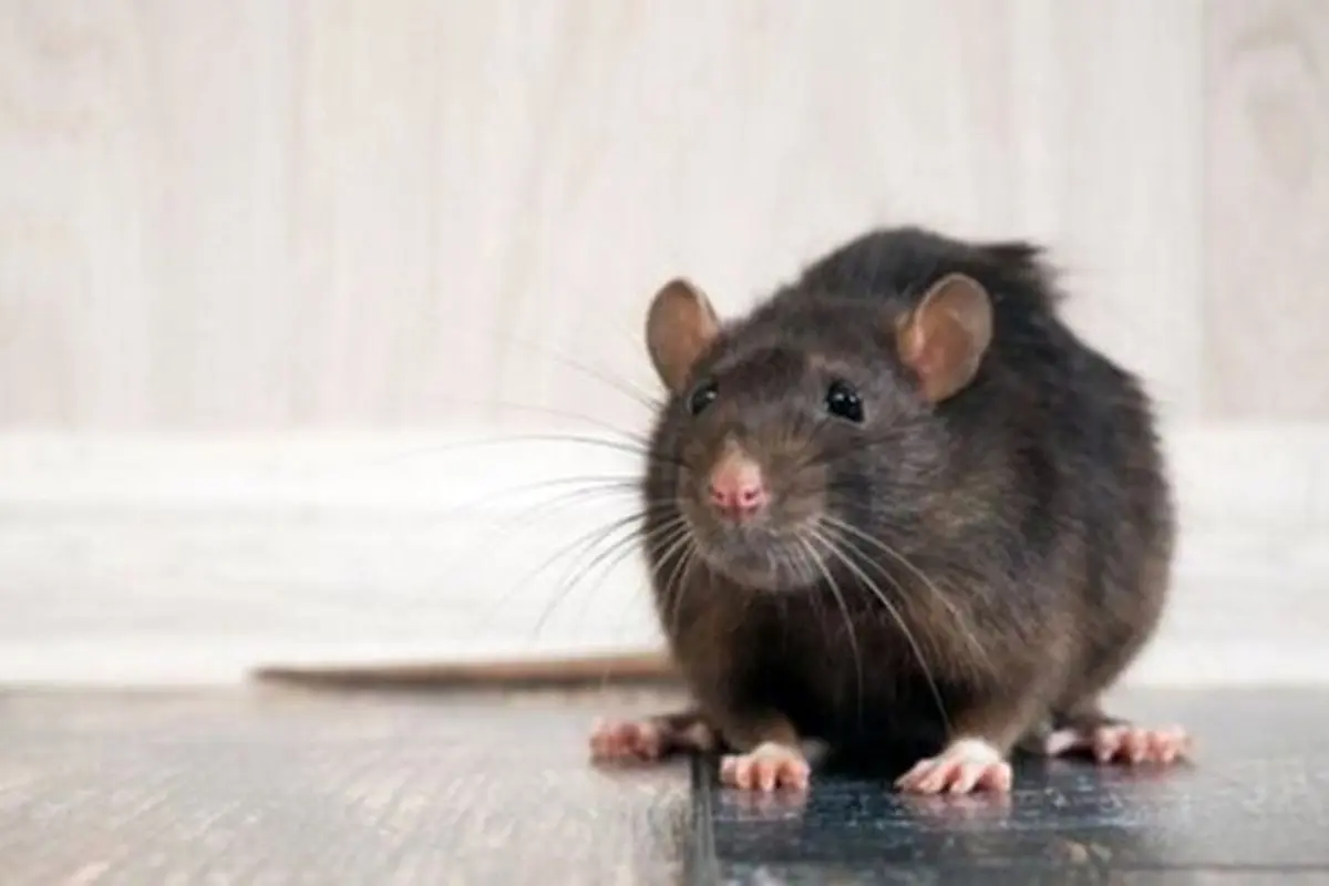 حمله موش ‌ها به انگلیس + فیلم