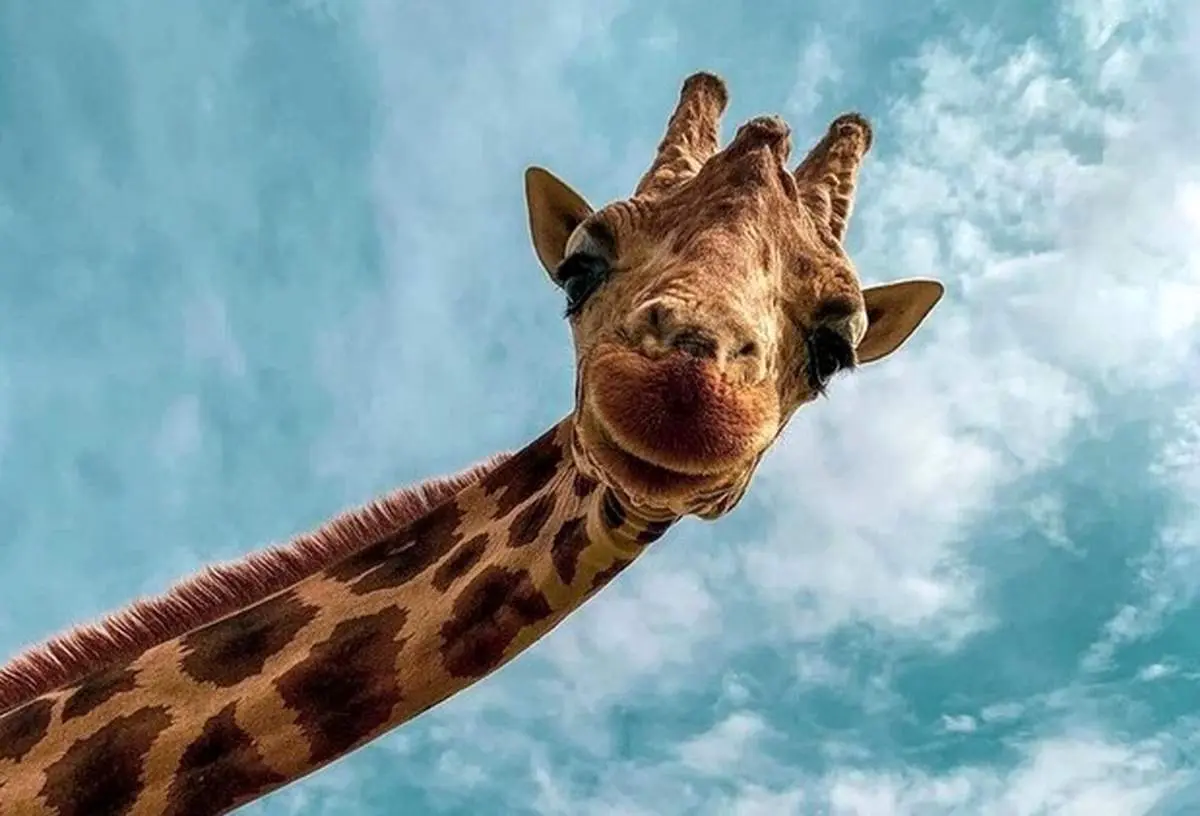 فیگور خنده دار زرافه جلوی دوربین عکاسی + تصاویر