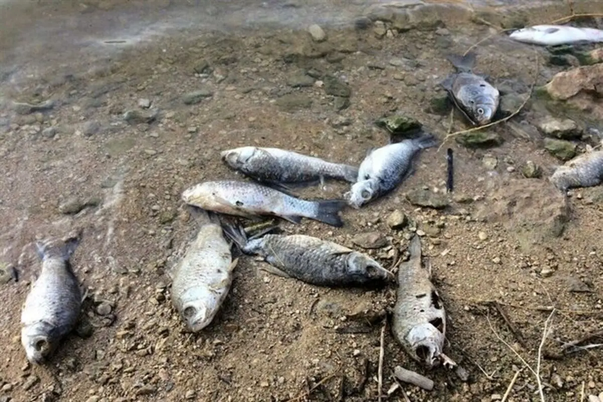 جزئیات به گل نشستن هزاران گربه ماهی در ساحل جاسک