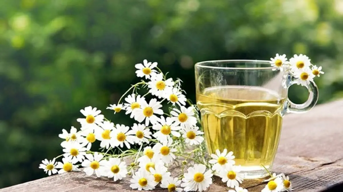 با مصرف این داروی گیاهی به جنگ سرطان بروید