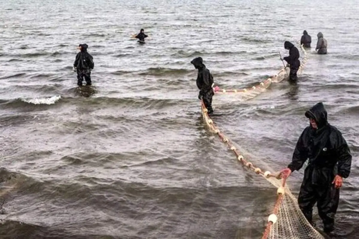 صید فیل ماهی ۵۰۰ کیلویی در مازندران+فیلم