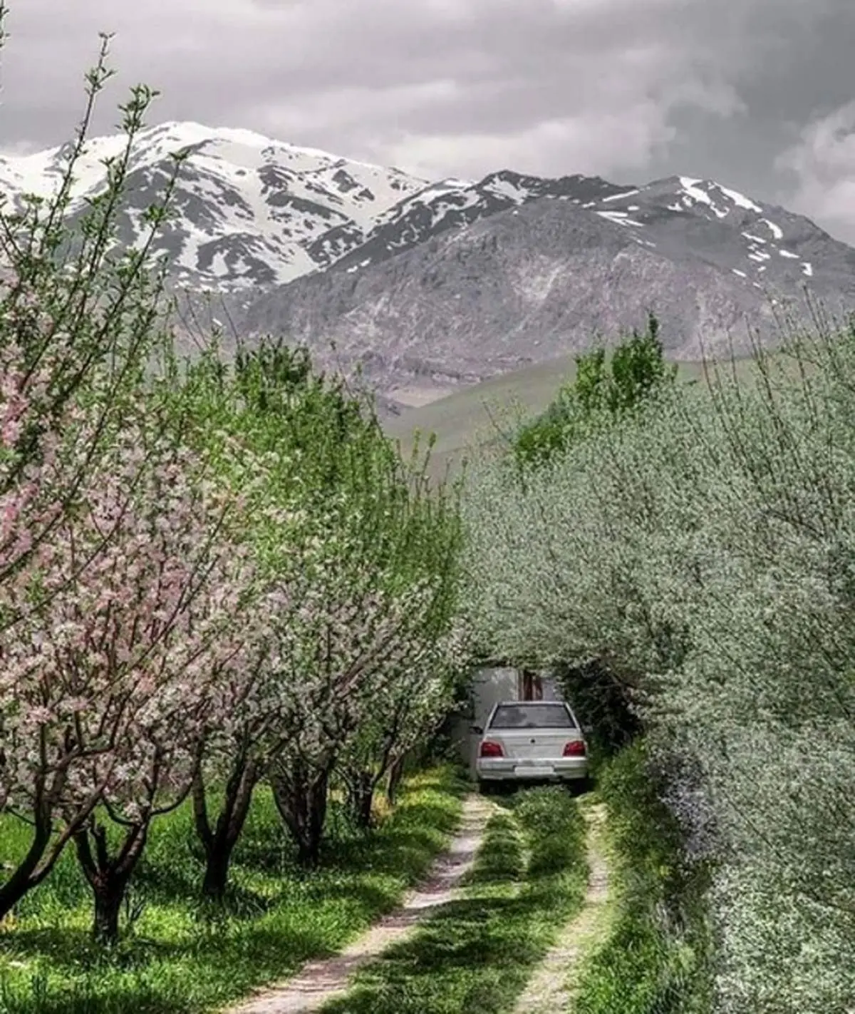 خوشبخت ترين پرايد ايران+ عکس