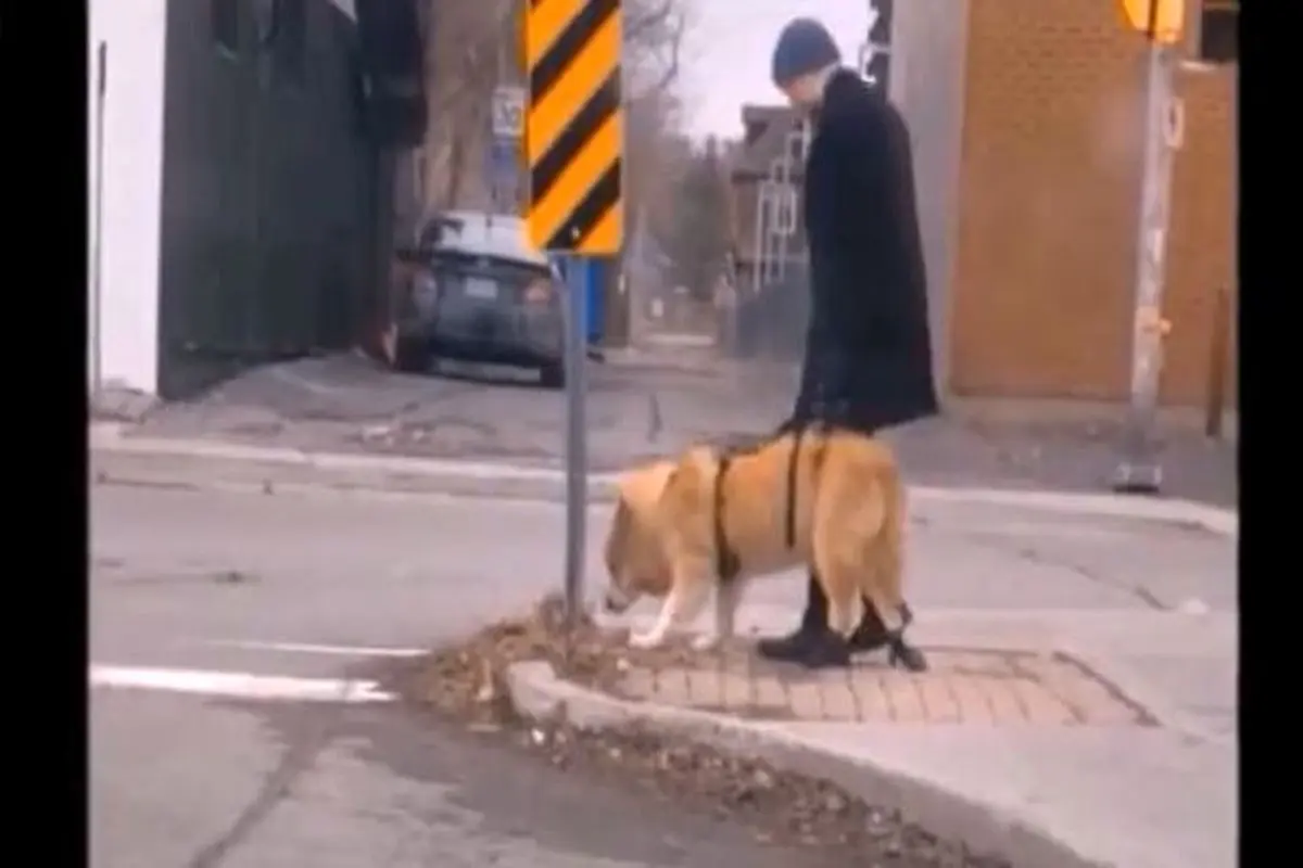 رفتار تحسین برانگیز یک انسان با سگ معلول+فیلم