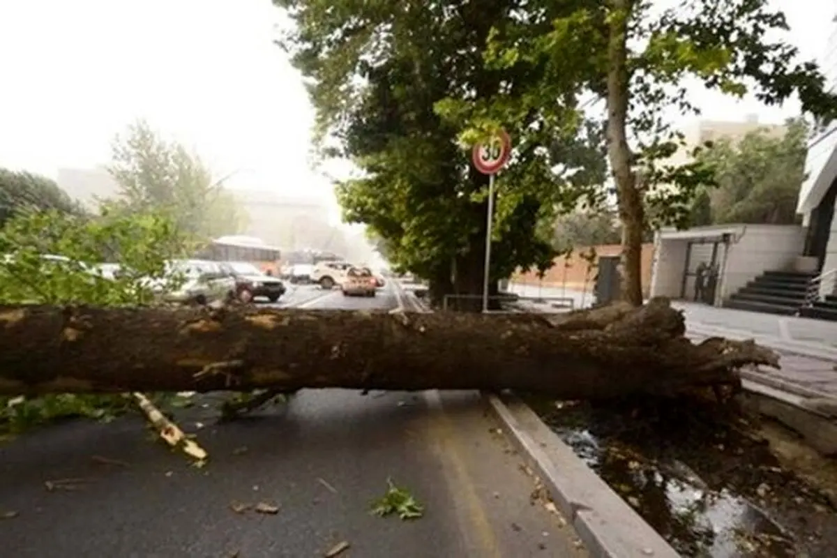سقوط وحشتناک درخت روی خودرو‌ها در خیابان ولیعصر+فیلم