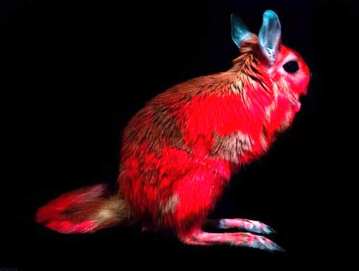کشف خرگوش‌هایی که نور صورتی منتشر می‌کنند! + عکس