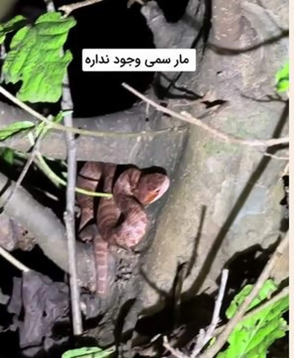 افعی قفقازی؛ جواهر کمیاب جنگل‌های هیرکانی + فیلم