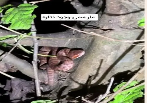 
«عقابها» چگونه پرمخاطب‌ترین فیلم سینمای ایران شد؟
