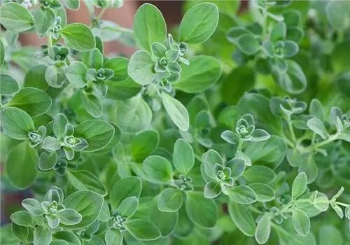 پونه کوهی؛ راهی طبیعی برای تقویت سیستم ایمنی و درمان اختلالات گوارشی