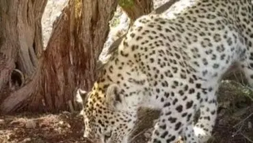 فیلمی از یک پلنگ در پارک ملی بمو که در جستجوی شکار است +ویدیو