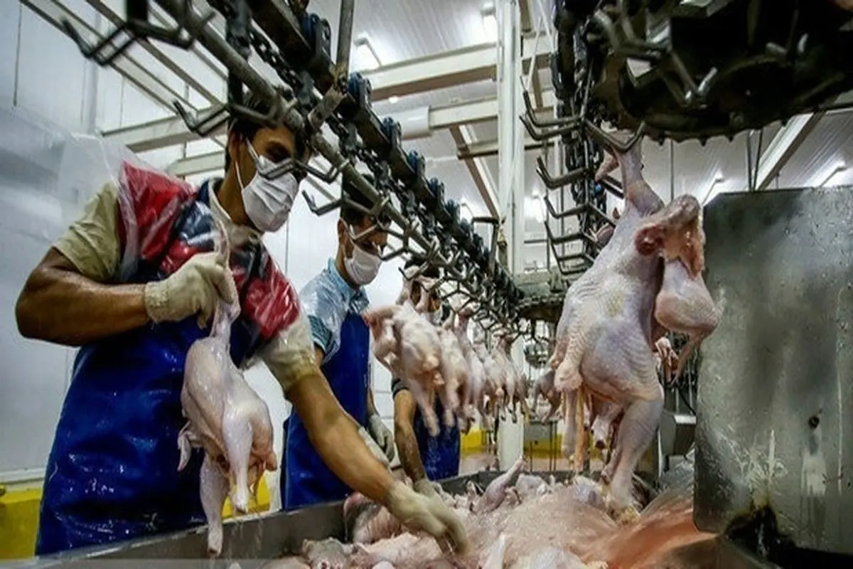 ممنوعیت قطعه بندی مرغ برای شرکت‌های مجوزدار برداشته شد