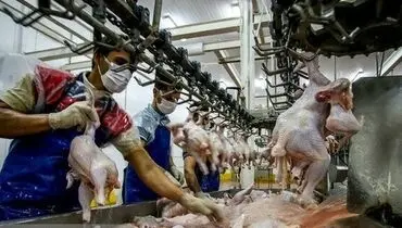 ممنوعیت قطعه بندی مرغ برای شرکت‌های مجوزدار برداشته شد