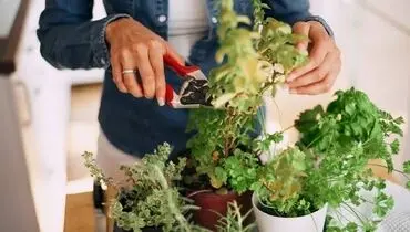 بهترین زمان و روش صحیح هرس کردن گیاهان آپارتمانی