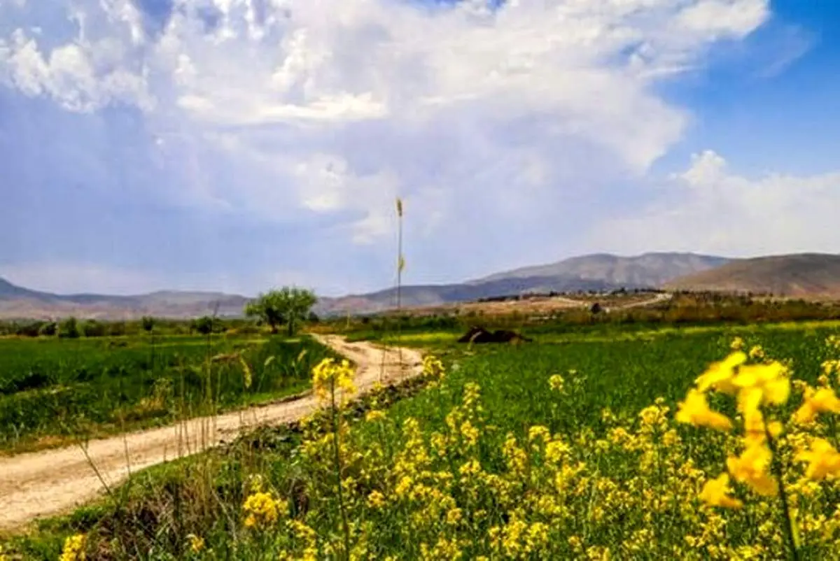 دشت کلزا نقاشی زیبای طبیعت بجنورد