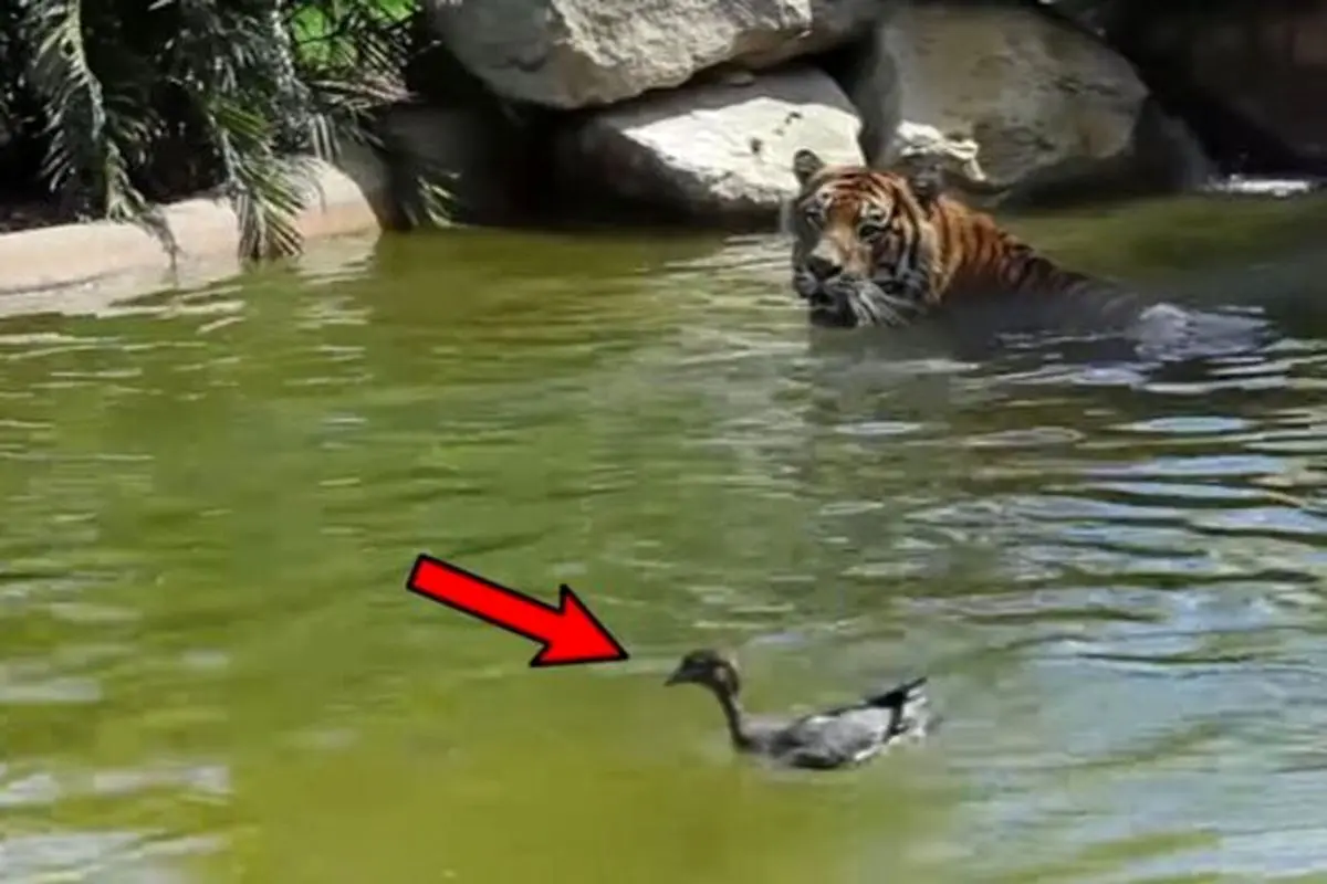 لحظه حیرت‌انگیز حمله یک اردک به ببر وحشی+فیلم