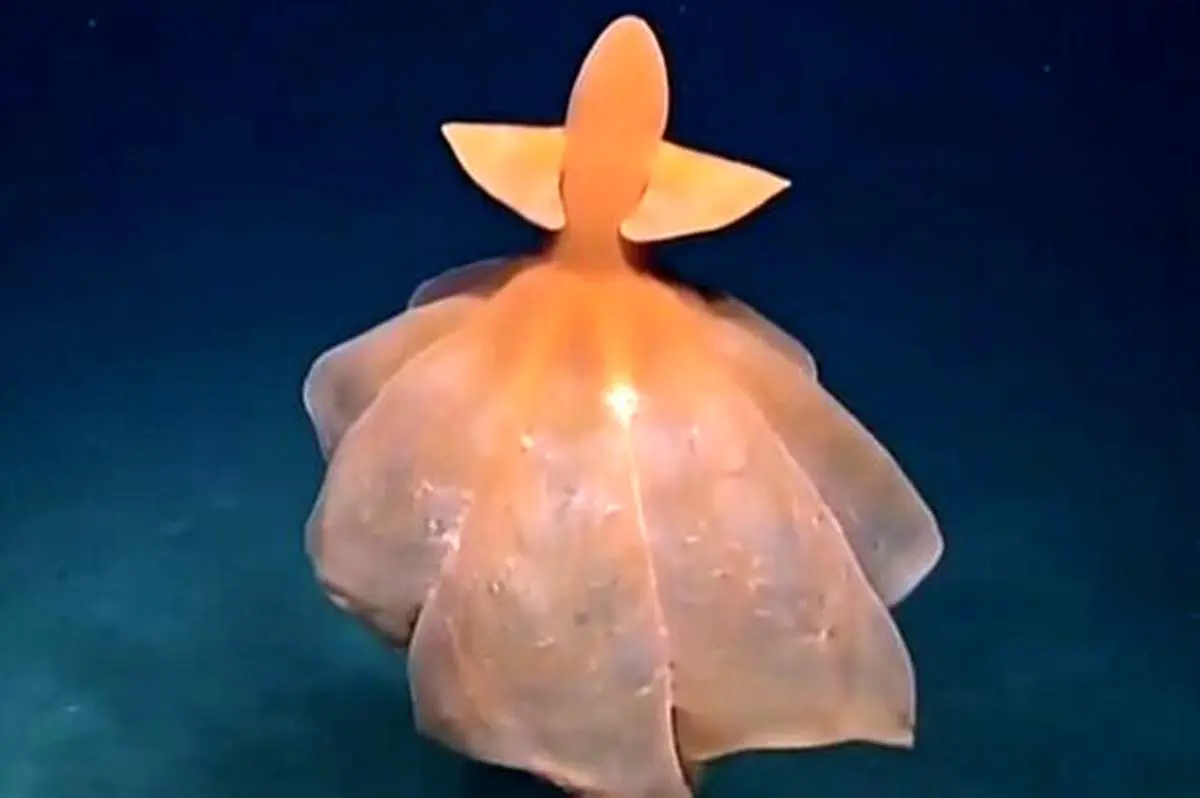 اختاپوس خاص در دریا+فیلم