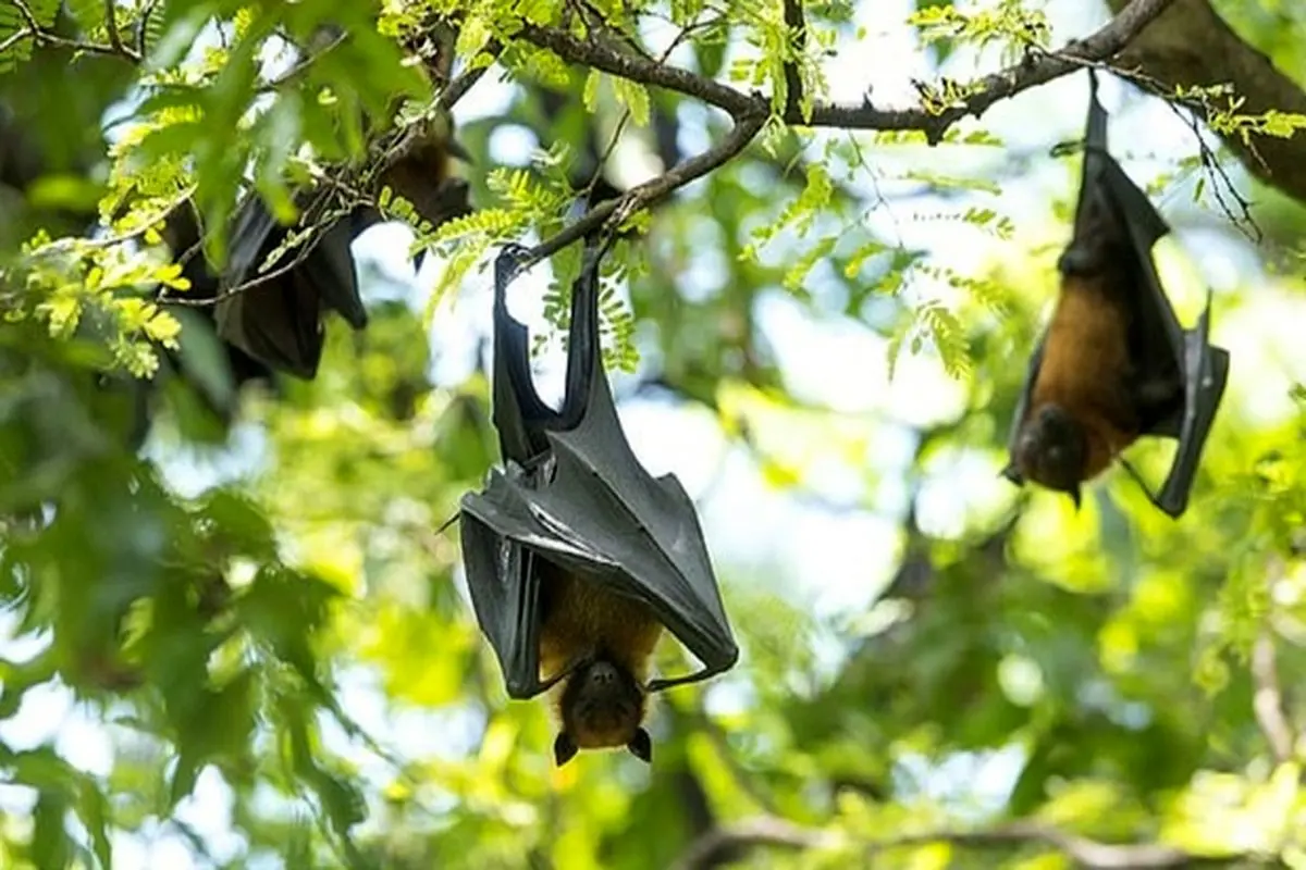 کشف ویروسی مرگبار در خفاش‌ها