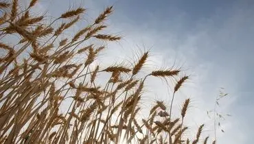 برداشت خوشه‌های گندم