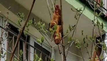 کیک کروسانی که موجب وحشت همگان شد