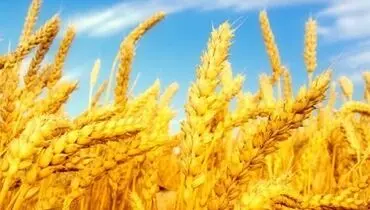 قیمت خرید تضمینی هر کیلو گندم ۵ هزار تومان شد
