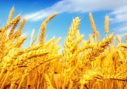 قیمت تضمینی گندم سال ۱۴۰۵اعلام شد