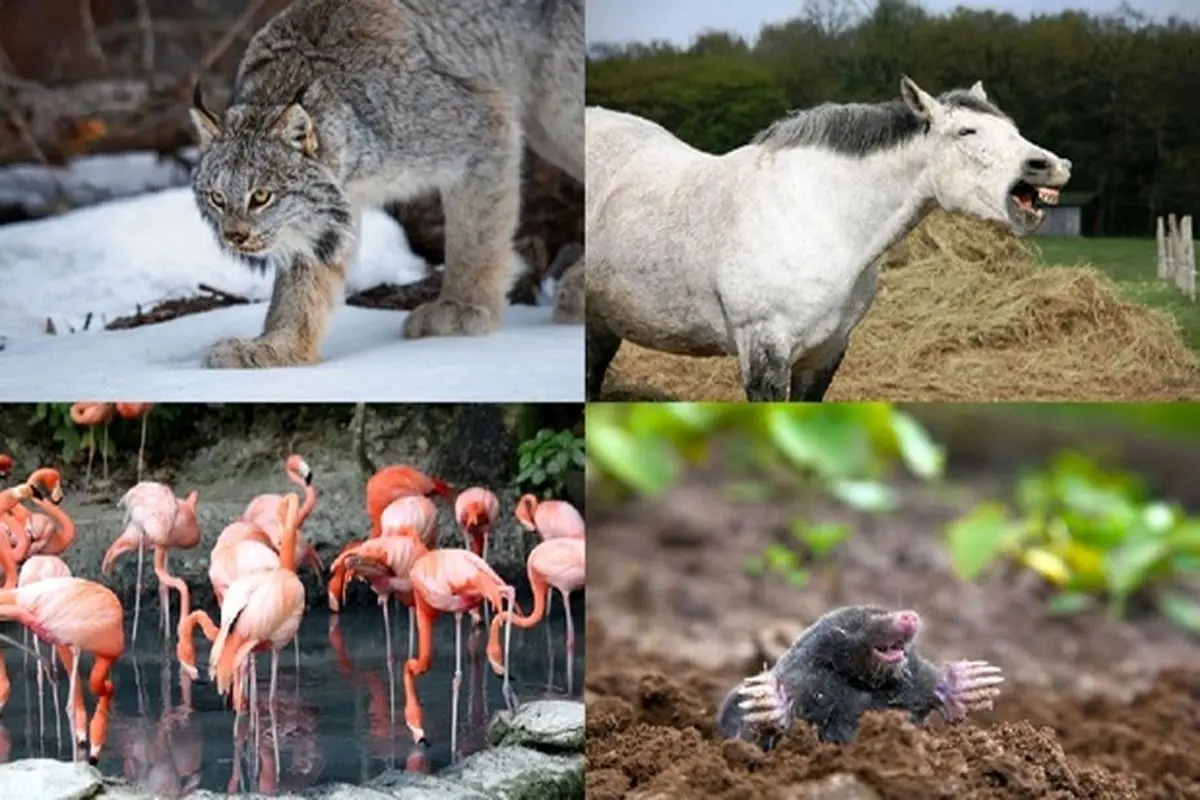 حقایقی جالب و باورنکردنی درباره جانواران + تصاویر