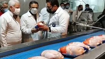 ماجرای تصویر مارمولک درون شکم مرغ چه بود؟