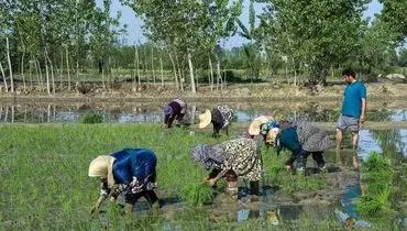 اولین نشاء دستی برنج بهاره در گلستان