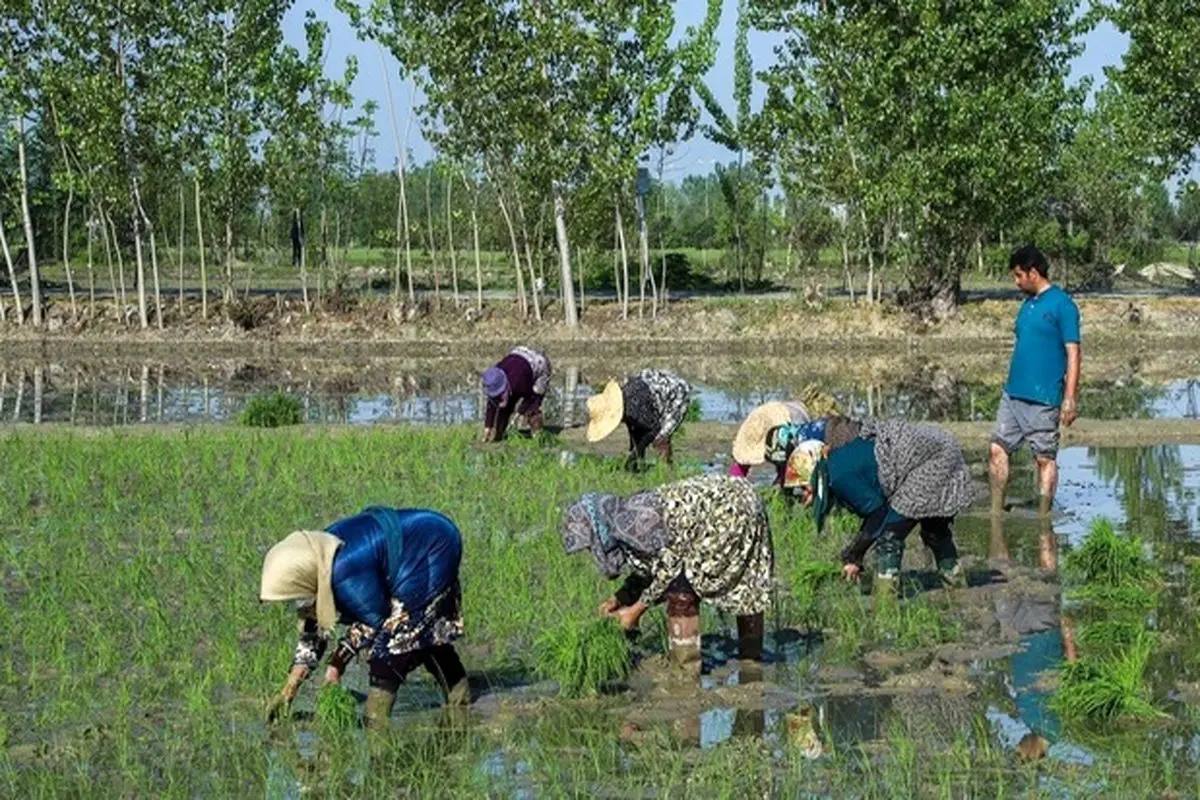 اولین نشاء دستی برنج بهاره در گلستان