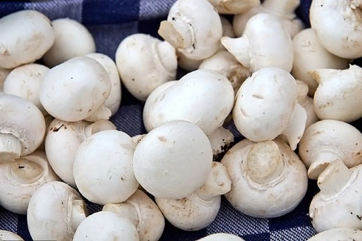 تاثیر شگفت‌انگیز مصرف قارچ بر کاهش خطر ابتلا به سرطان