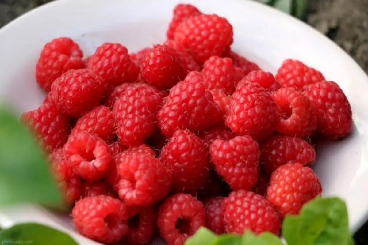 تمشک، میوه‌ای لذیذ با خاصیت ضد سرطانی